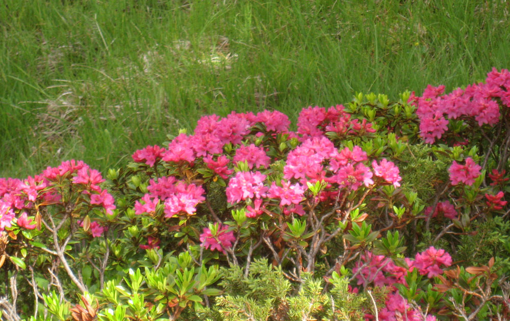 Almrauschblüte im Juli