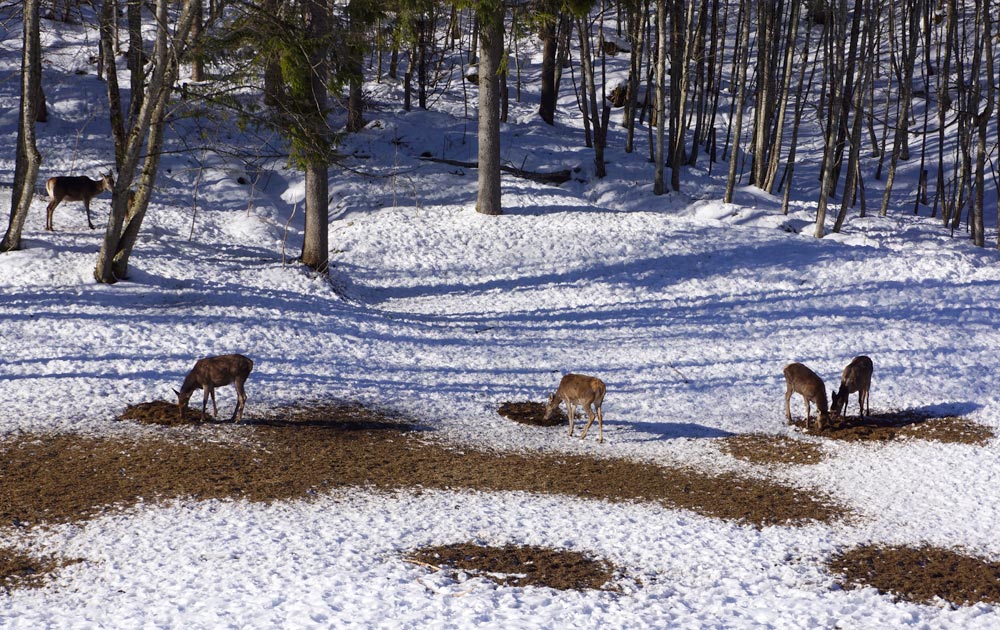 Wildfütterung im Winter